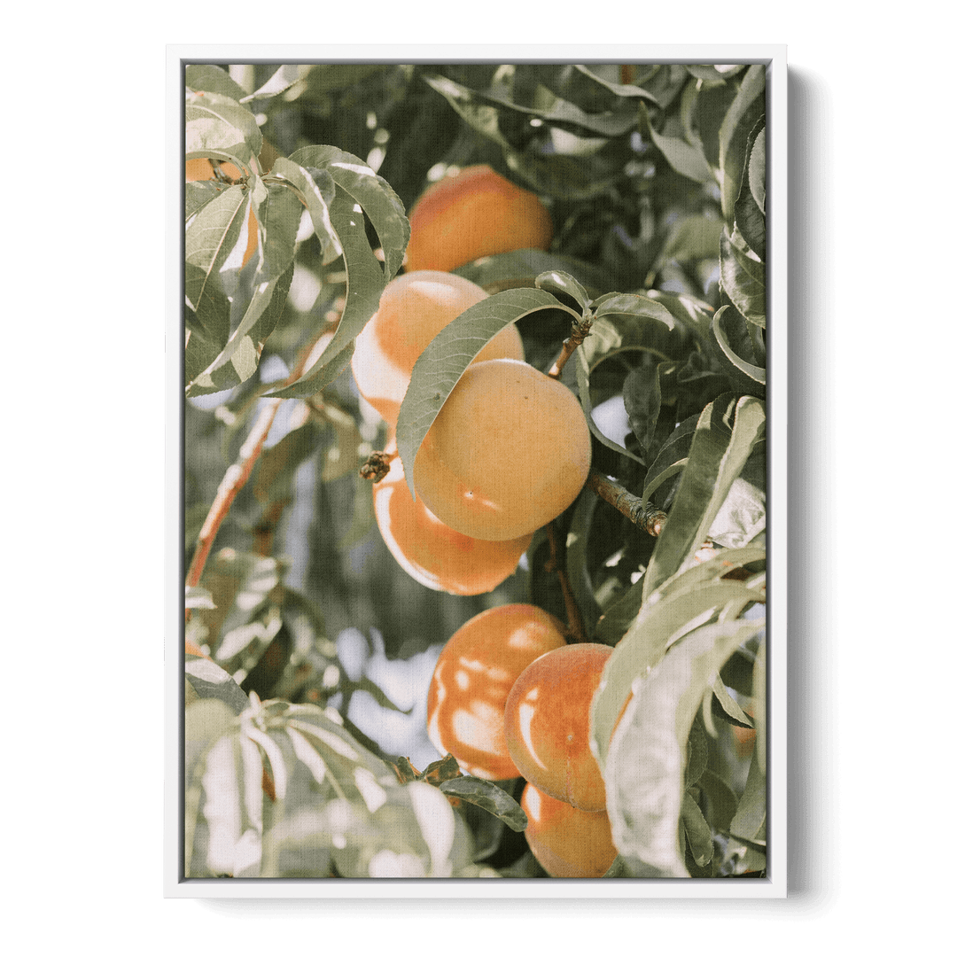 Apricots Canvas