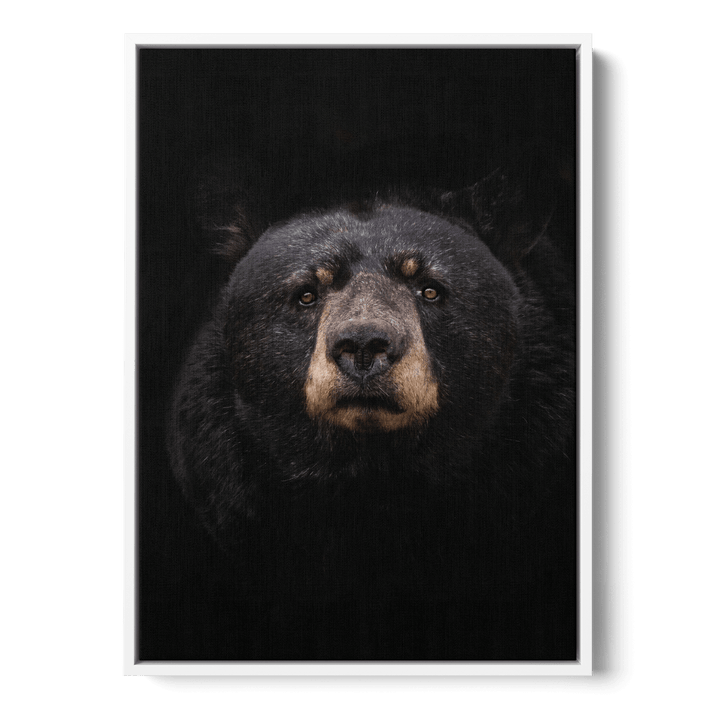 Black Bear Canvas