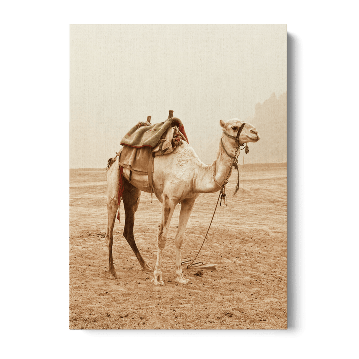 Camel In The Desert Canvas