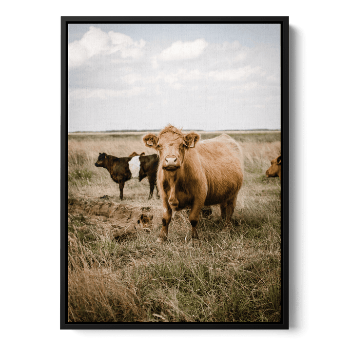 Cattle In The Field Canvas