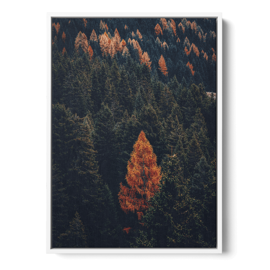 Fall Forest Canvas