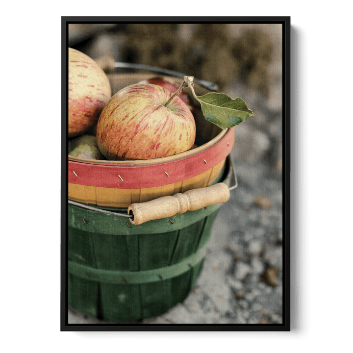 Freshly Picked Apples Canvas