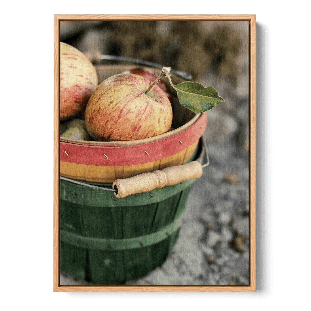 Freshly Picked Apples Canvas