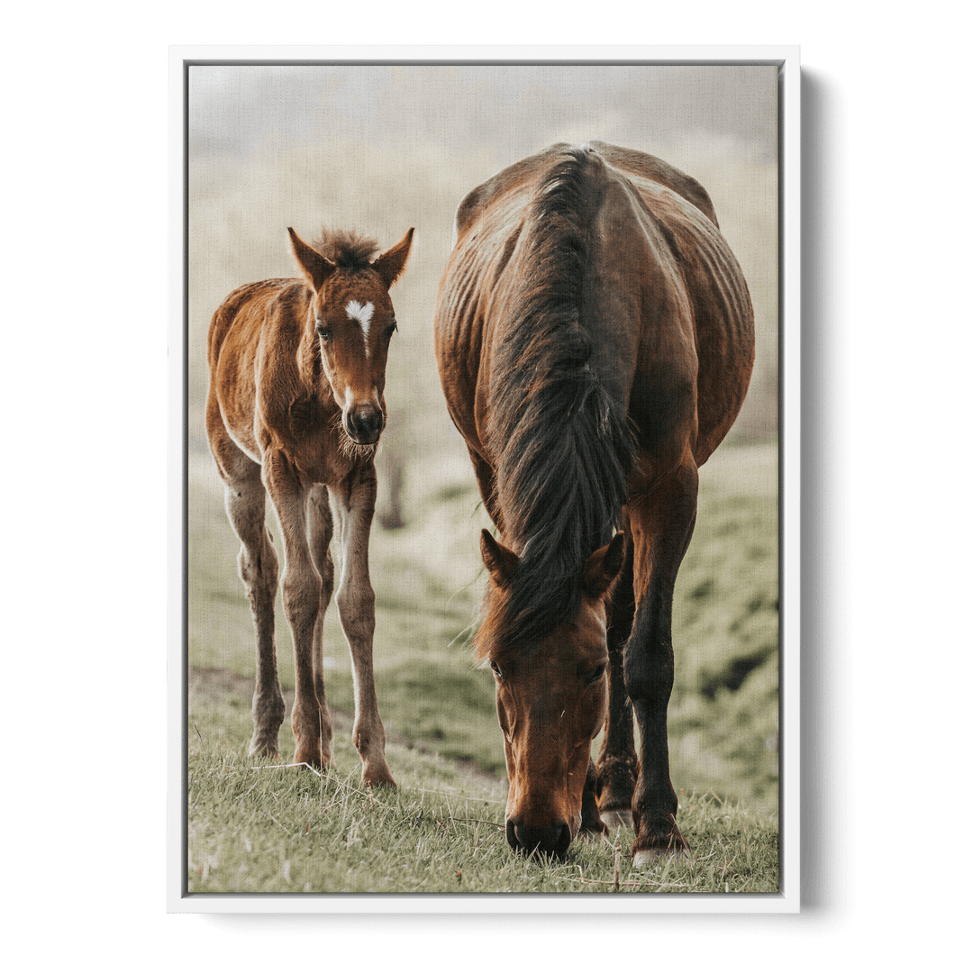 Horse And Foal Canvas