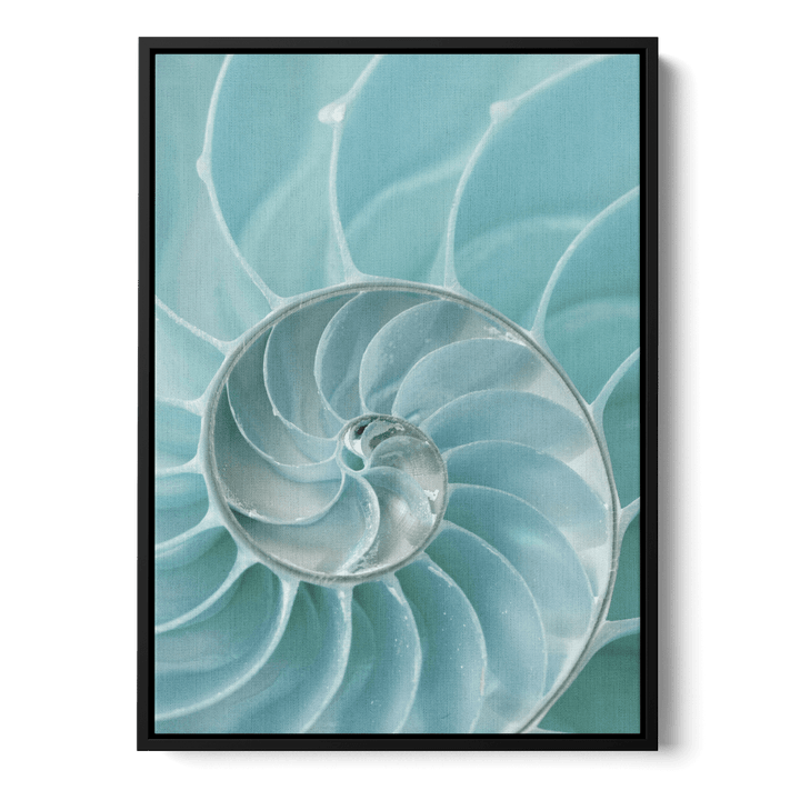 Nautilus Shell Canvas