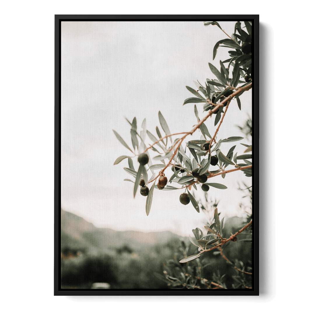 Olive Tree Canvas