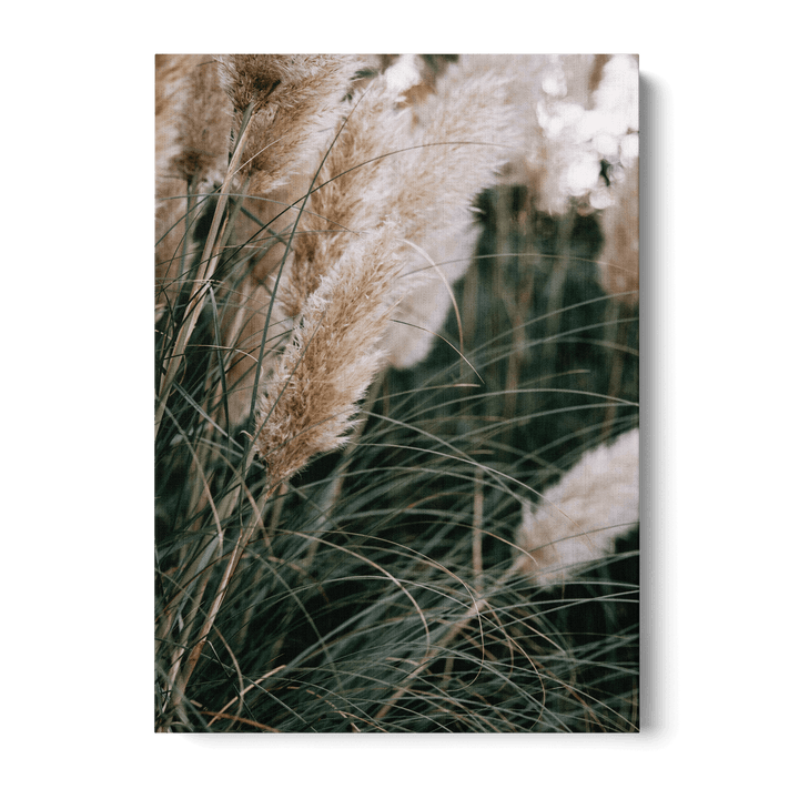 Pampas Canvas