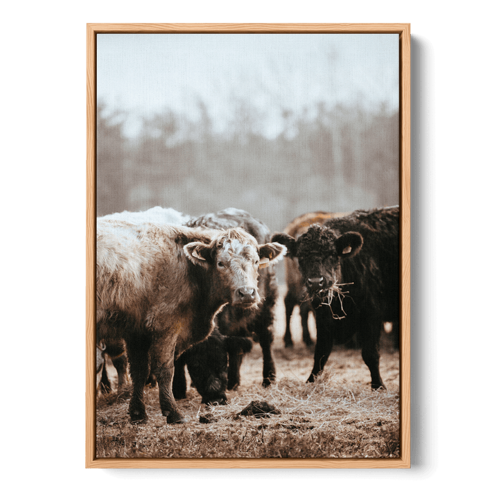 Staring Cows Canvas