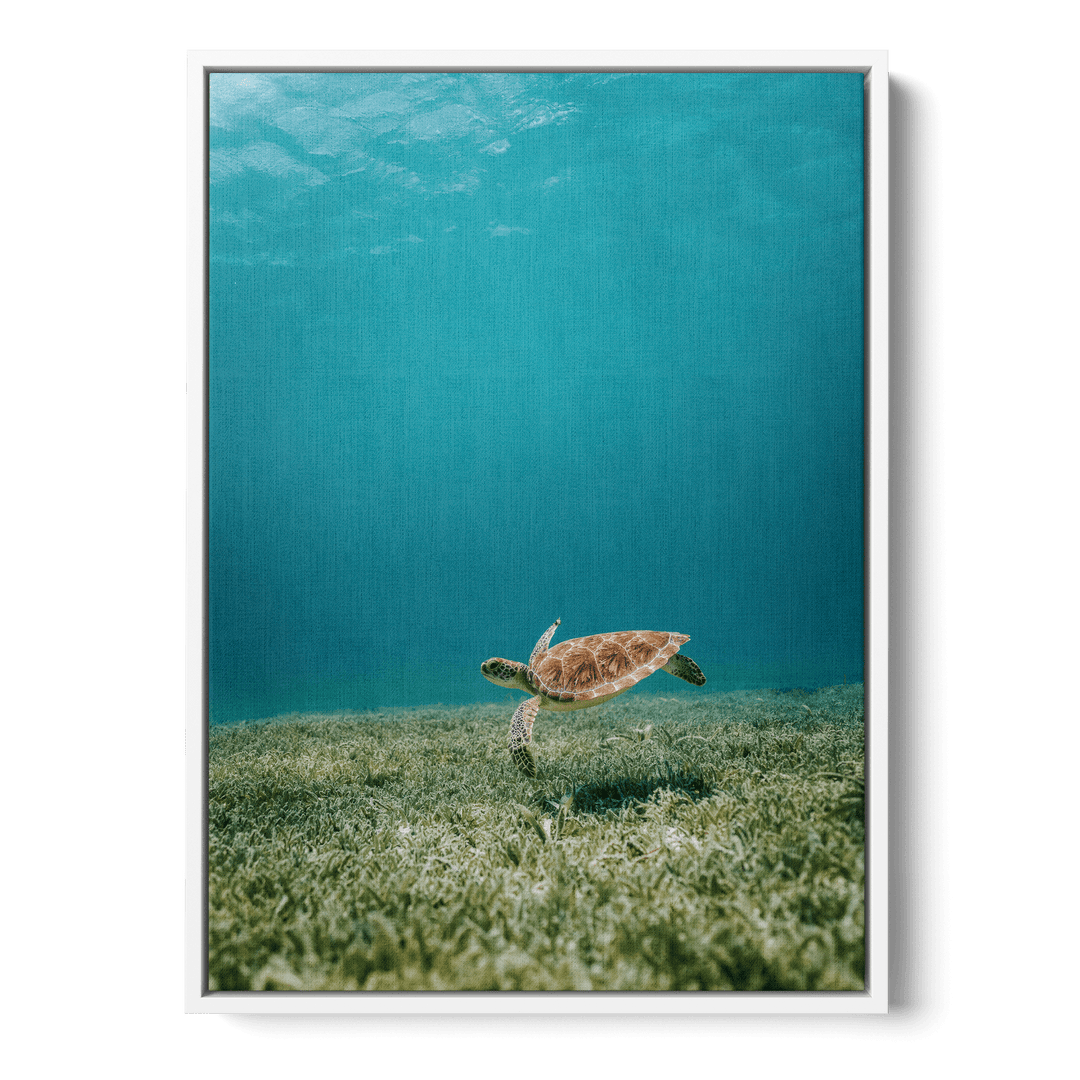 Turtle Underwater Canvas