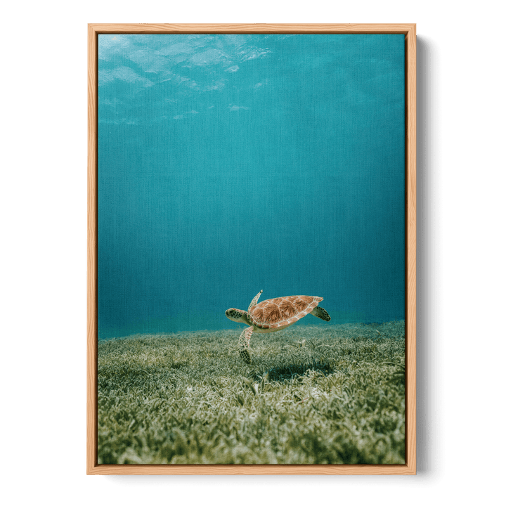 Turtle Underwater Canvas