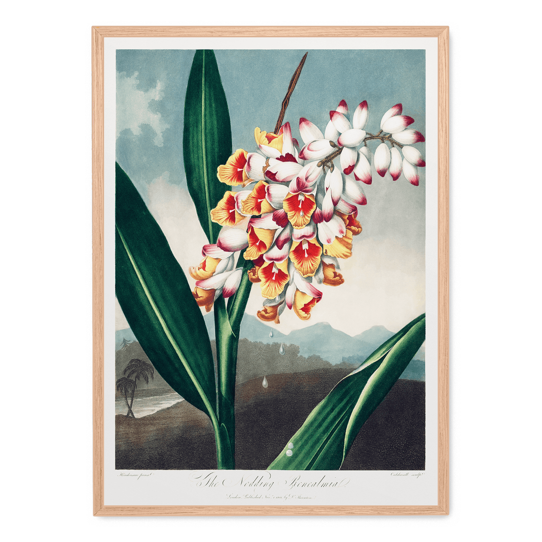 The Nodding Renealmia