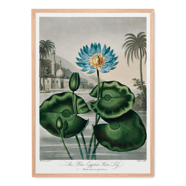 The Blue Egyptian Water Lily