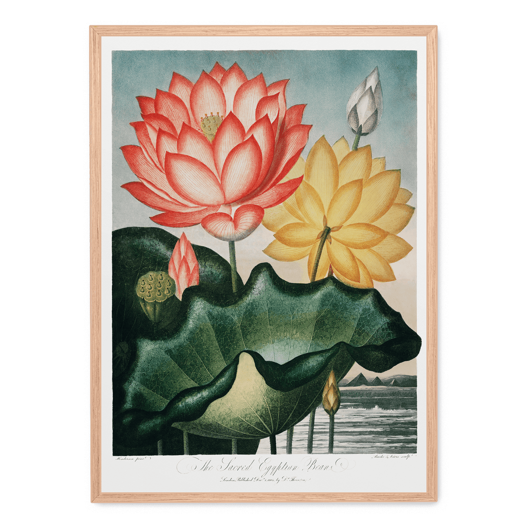 The Sacred Egyptian Bean