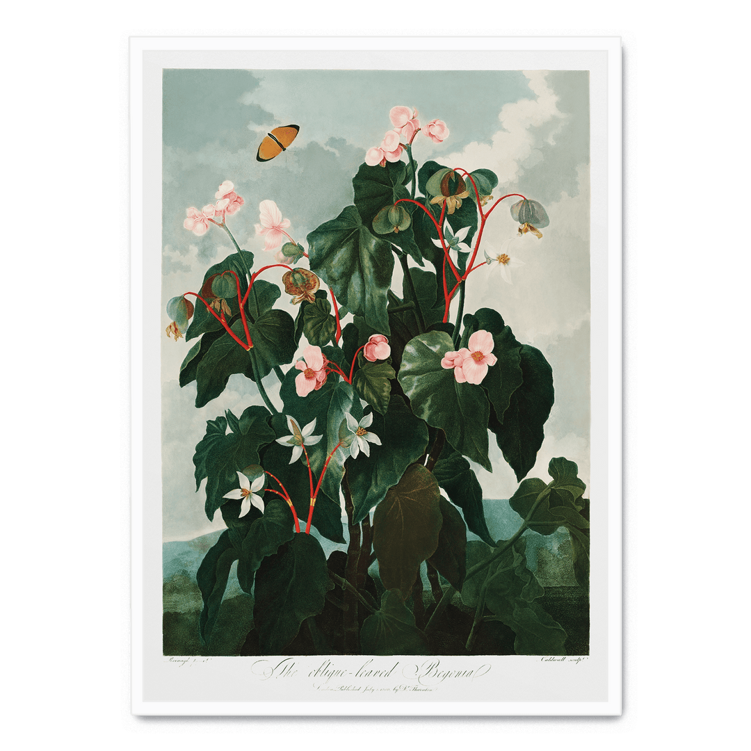 The Oblique Leaved Begonia