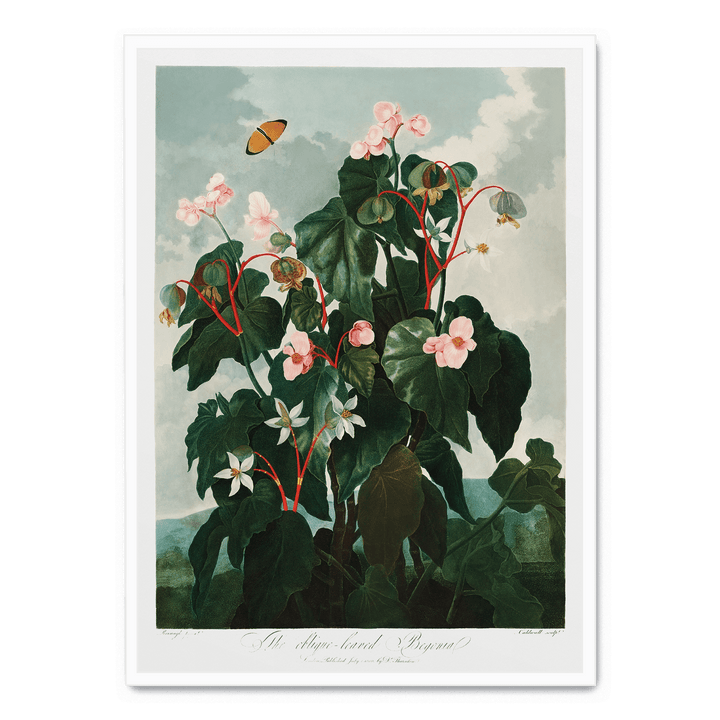 The Oblique Leaved Begonia