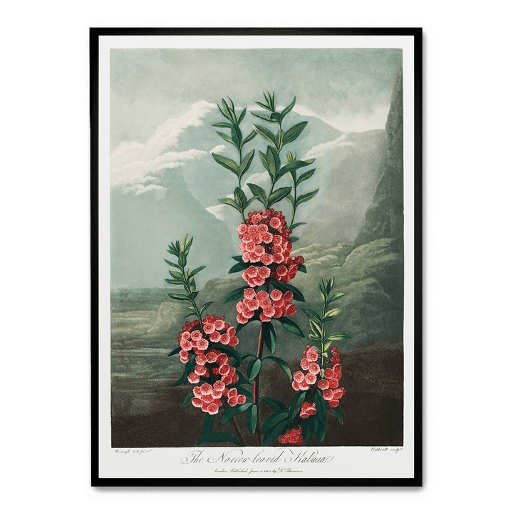 The Narrow Leaved Kalmia