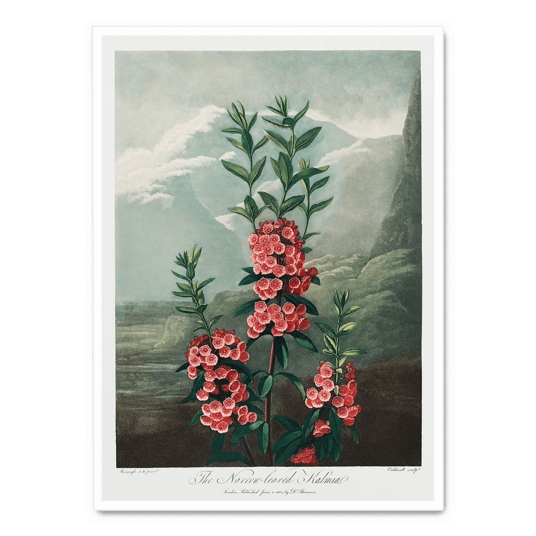 The Narrow Leaved Kalmia