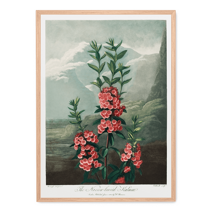The Narrow Leaved Kalmia