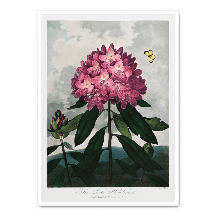 The Pontic Rhododendron