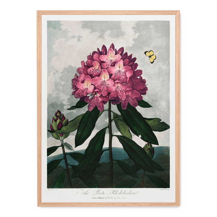 The Pontic Rhododendron