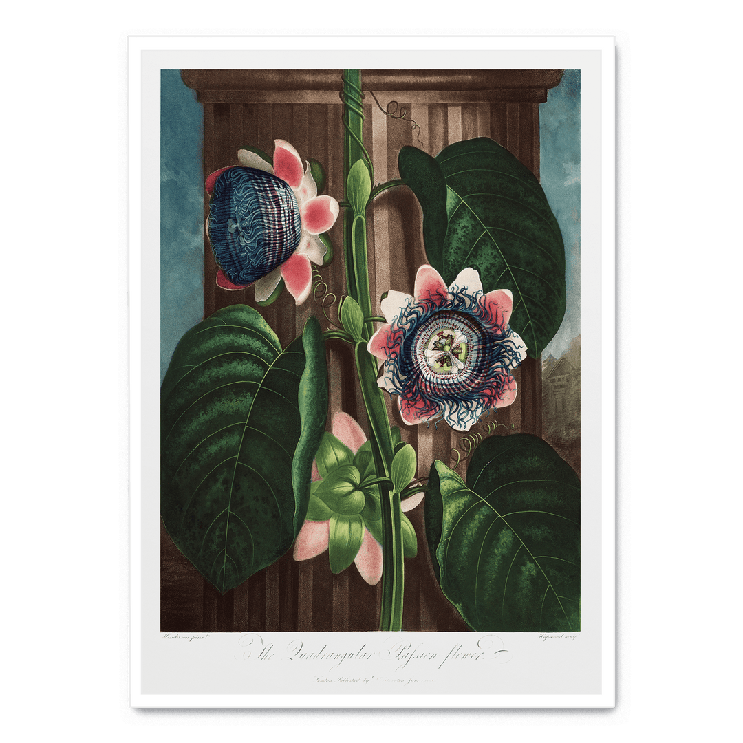 The Quadrangular Passion Flower