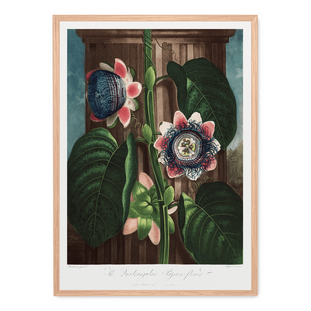 The Quadrangular Passion Flower