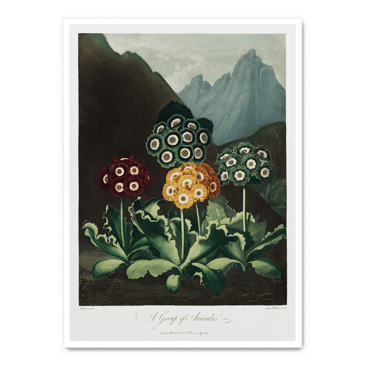 A Group Of Auriculas