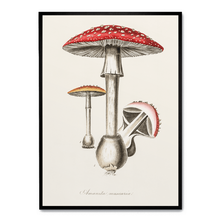 Amanita Muscaria