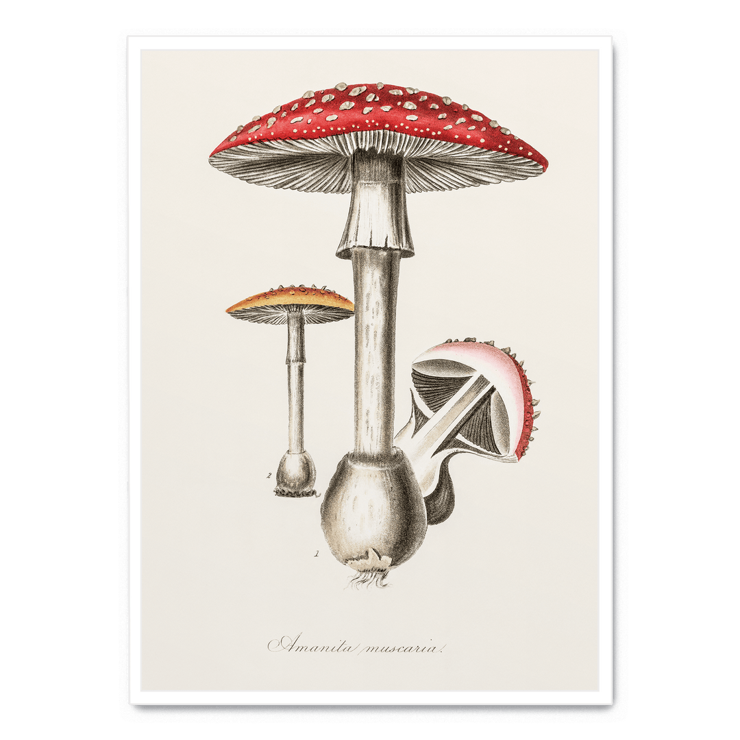 Amanita Muscaria