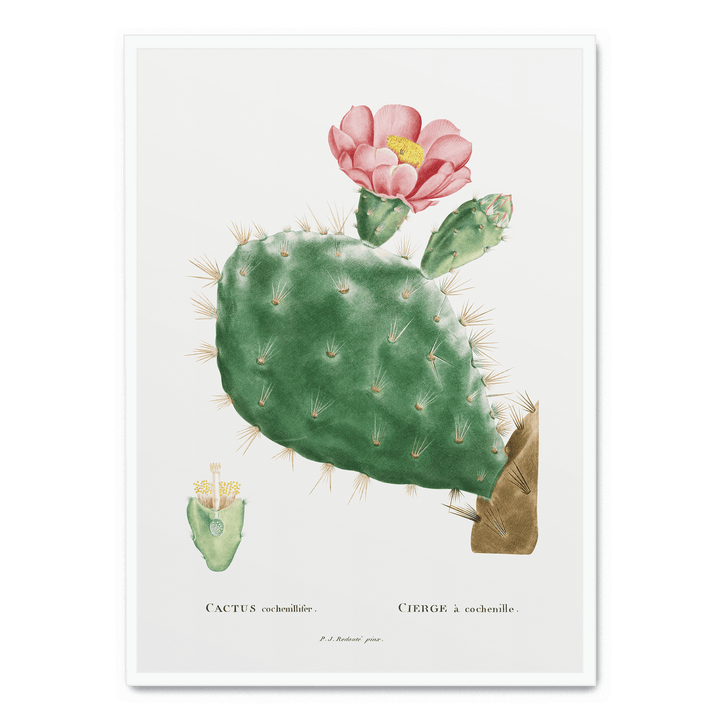 Cactus Cochenillifer