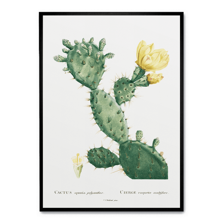 Cactus Opuntia Polyanthos