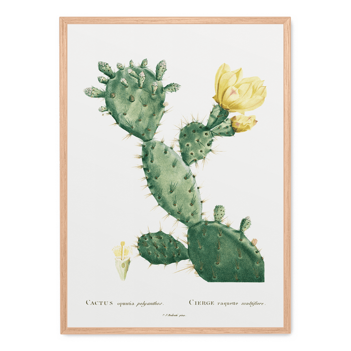 Cactus Opuntia Polyanthos