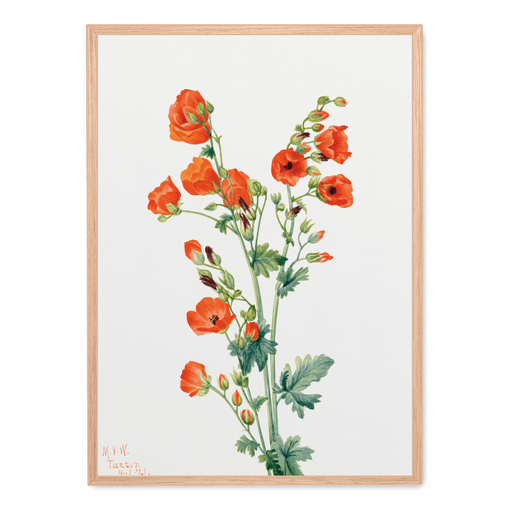 Scarlet Globe Mallow