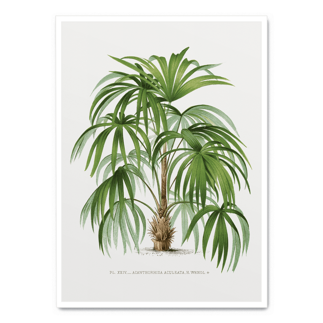 Vintage Palm Tree