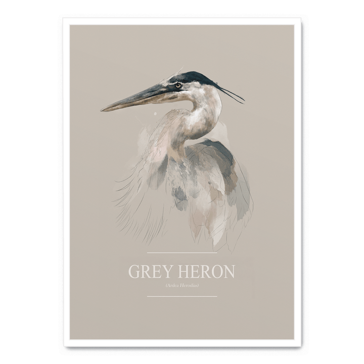 Grey Heron