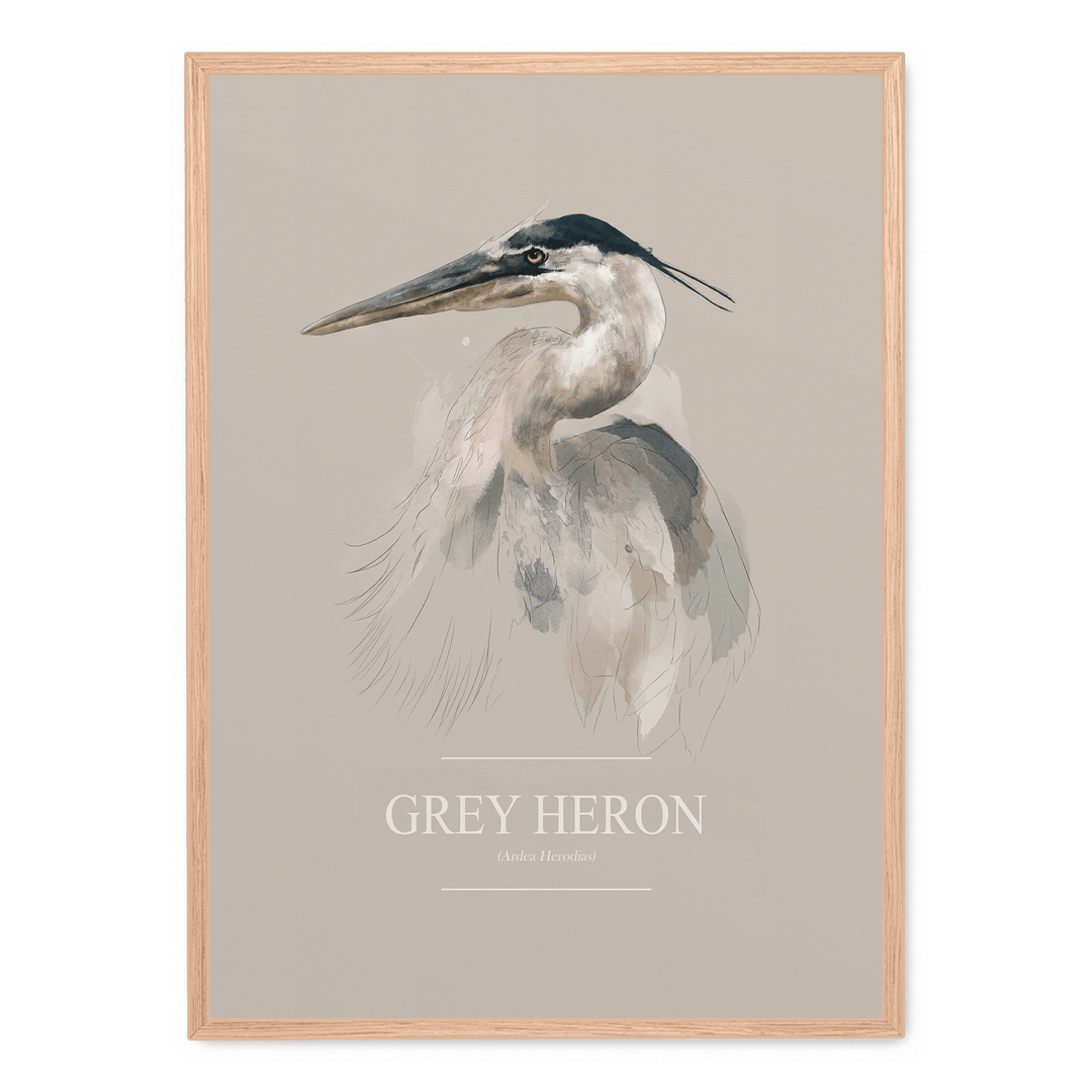 Grey Heron