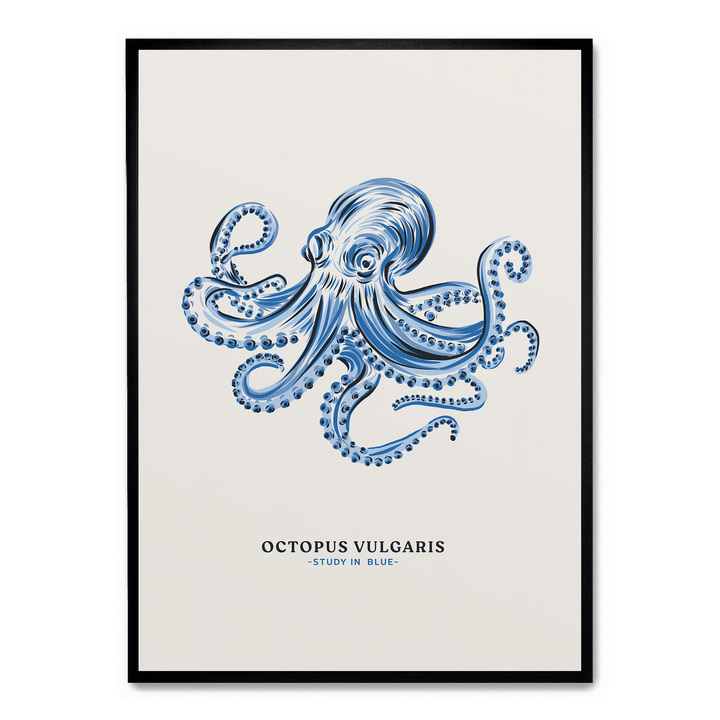 Octopus Vulgaris Study In Blue
