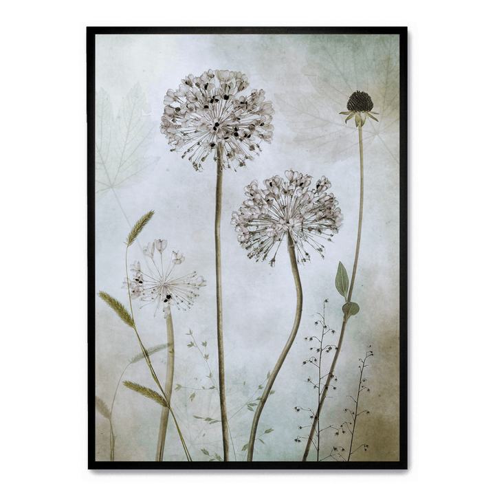 Allium