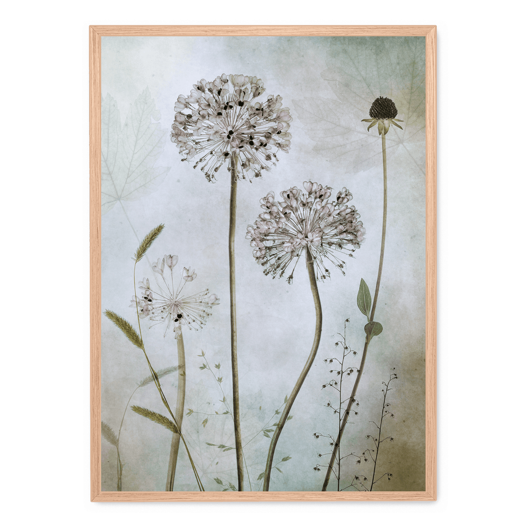 Allium