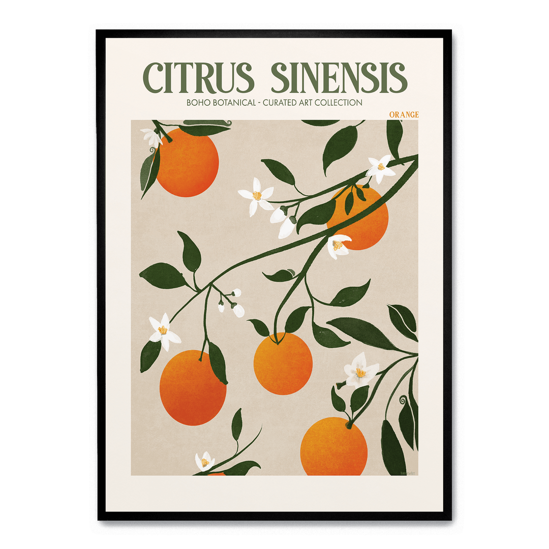 Citrus Sinensis
