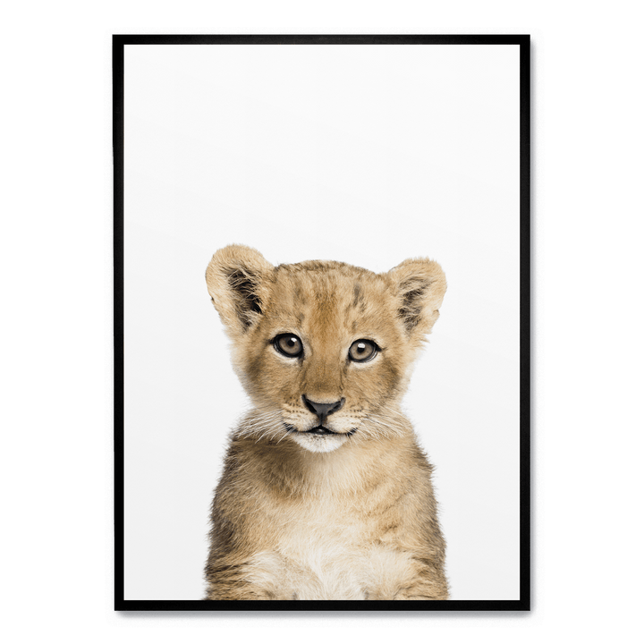 Baby Lion