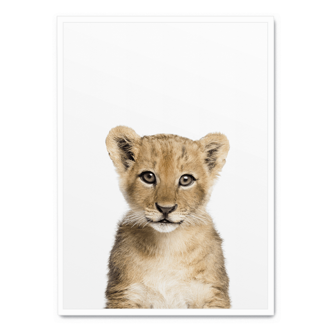 Baby Lion