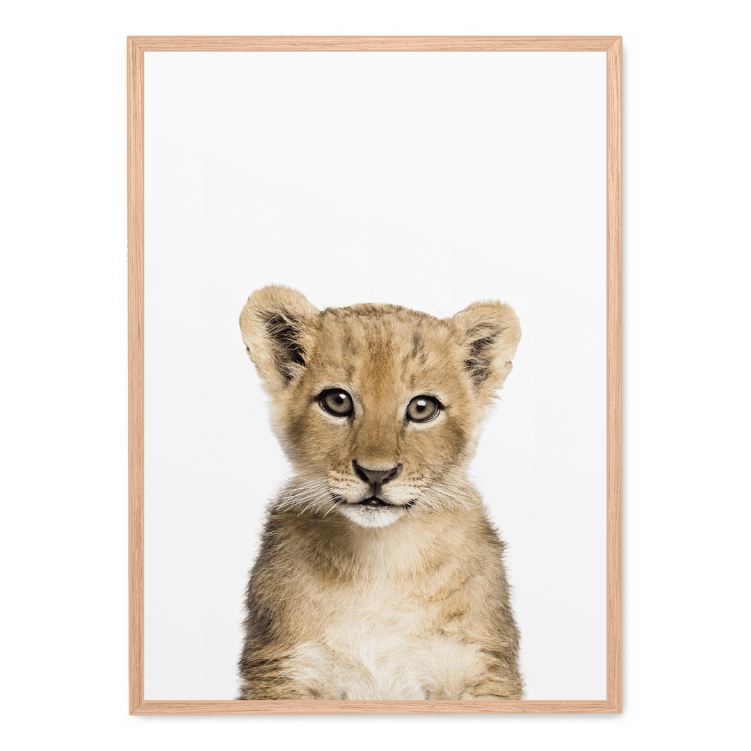 Baby Lion