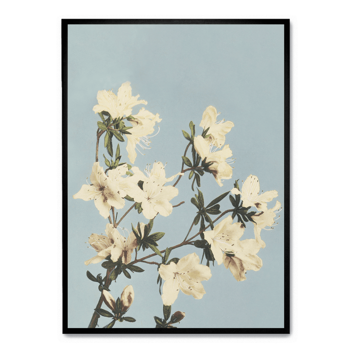 Ogawa Kazumasa - Japanese Azaleas