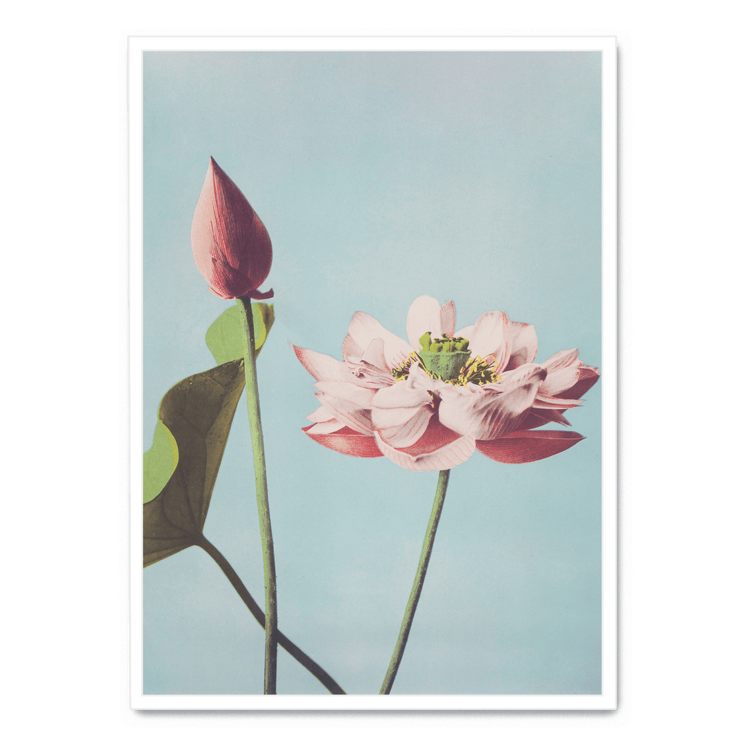 Ogawa Kazumasa - Lotus Flowers