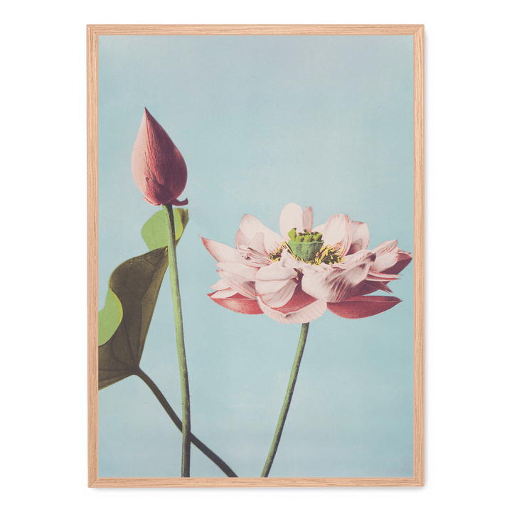 Ogawa Kazumasa - Lotus Flowers