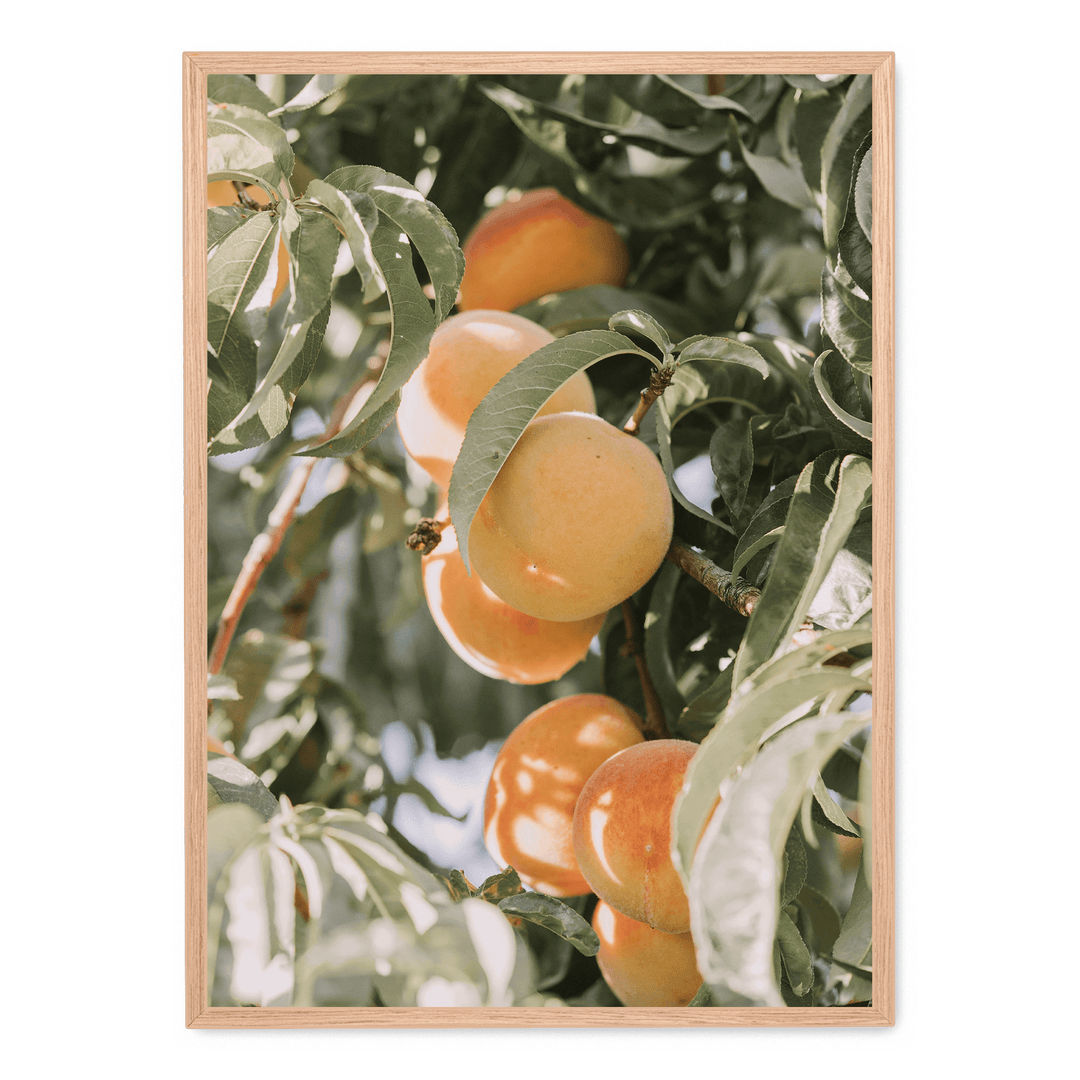 Apricots