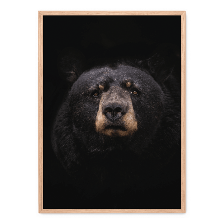 Black Bear