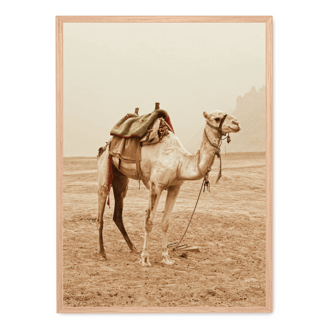 Camel In The Desert