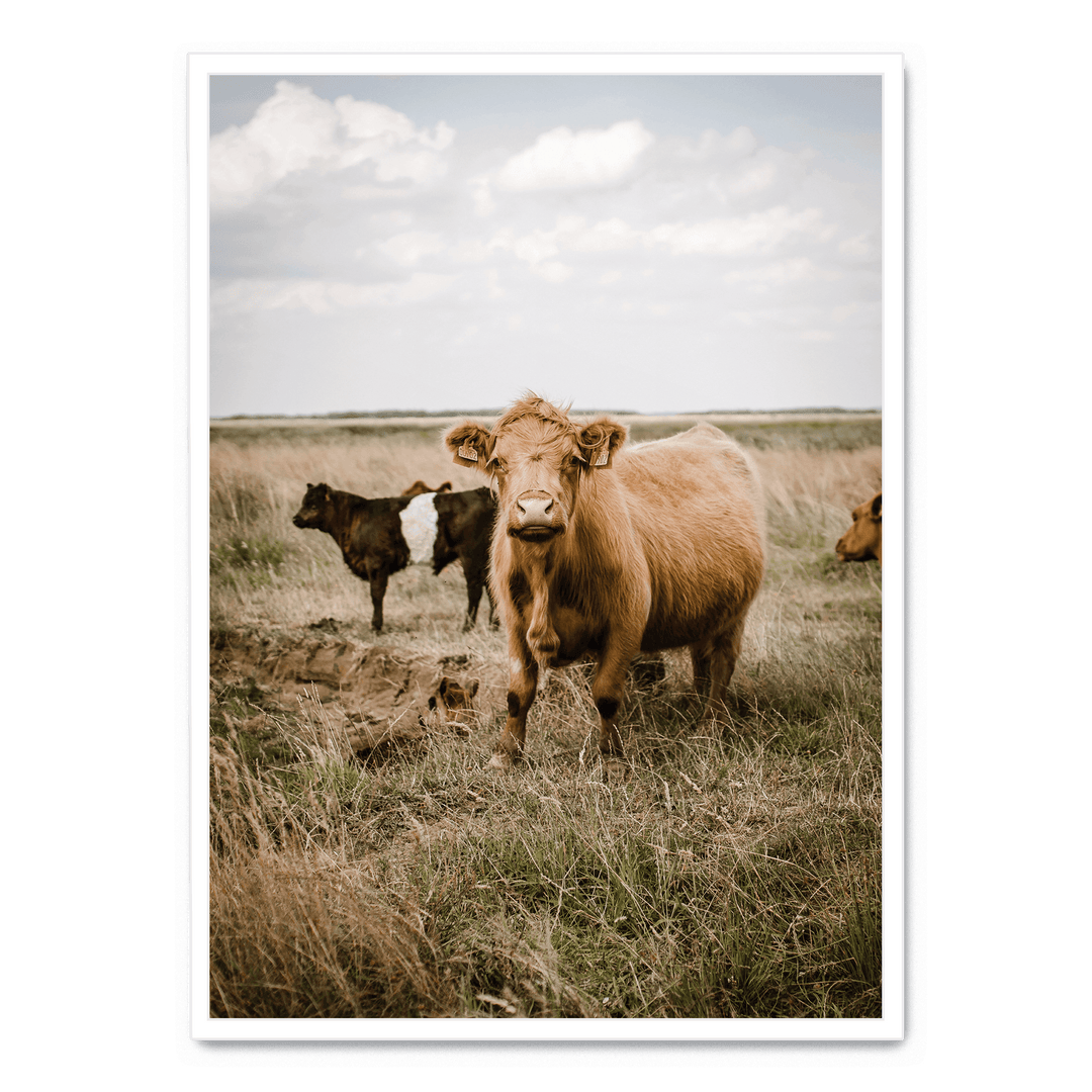 Cattle In The Field